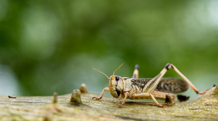 A jövőben elképzelhető, hogy mi is rendszeresen eszünk majd ízeltlábúakat /Fotó: Northfoto