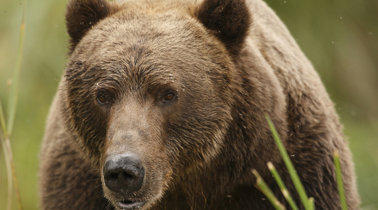 A Kodiak-medvék egyre inkább „vegetáriánusokká” válrak/Fotó: AFP