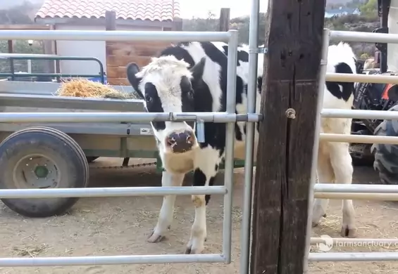 Krowa wymyśliła jak otworzyć bramę. Jaki ma sposób? Mocno się zdziwisz!