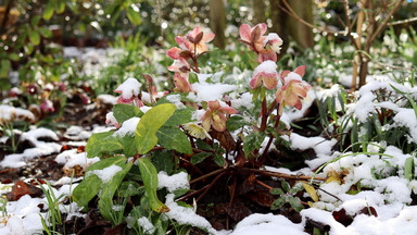 Ogród zimą może być piękny i kolorowy. Zobacz, jakie rośliny teraz kwitną