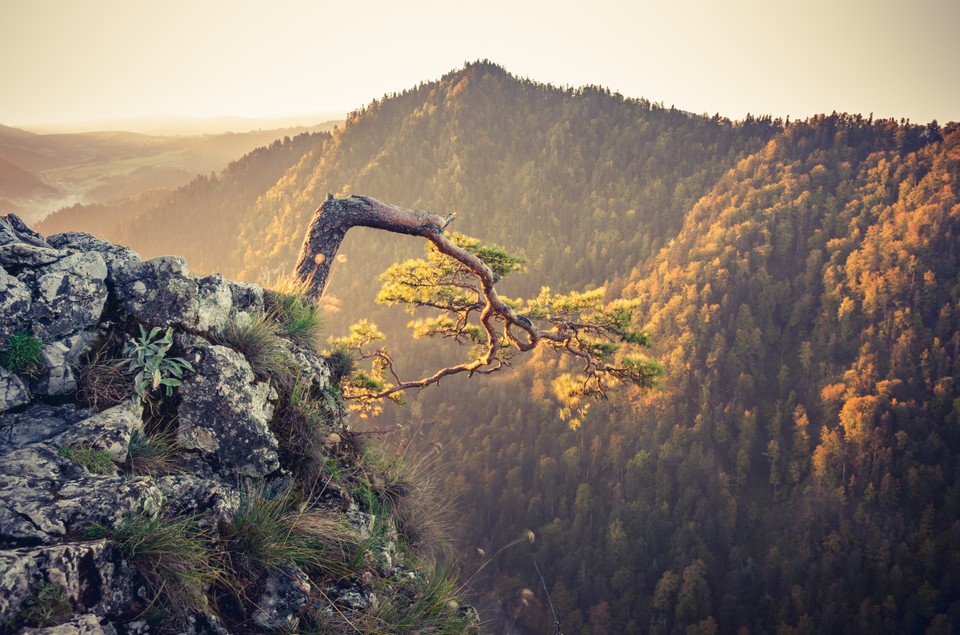 Sokolica, Pieniny