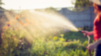 Czy w czasie suszy można podlewać ogródek?