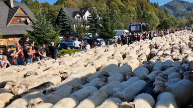 Tysiąc owiec przeszło ulicami Szczawnicy. Jesienny redyk zakończył sezon wypasowy