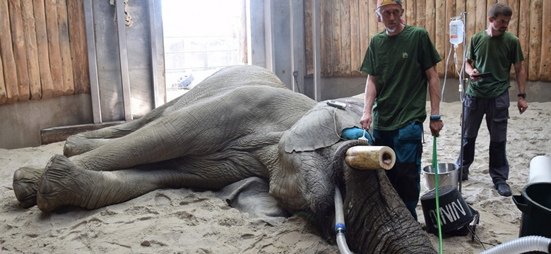 Poważny zabieg w poznańskim zoo. Słoń trafił do dentysty