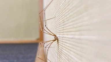 Jak odstraszyć pająki? Dzięki tym trikom będą unikać twojego domu