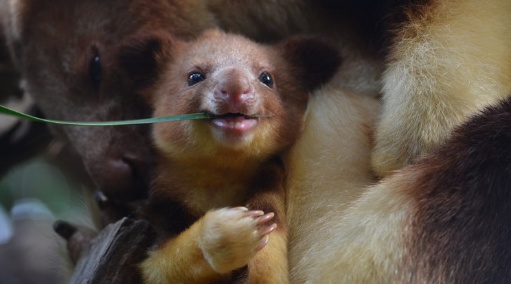 A kúszókenguru a világ egyik legaaranyosabb állata/Fotó: Perth Zoo