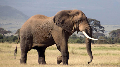 Słonie są bezpieczne w Kenii, ale mogą zginąć, jeśli przekroczą granicę z Tanzanią. Tak jak wielki Gilgil