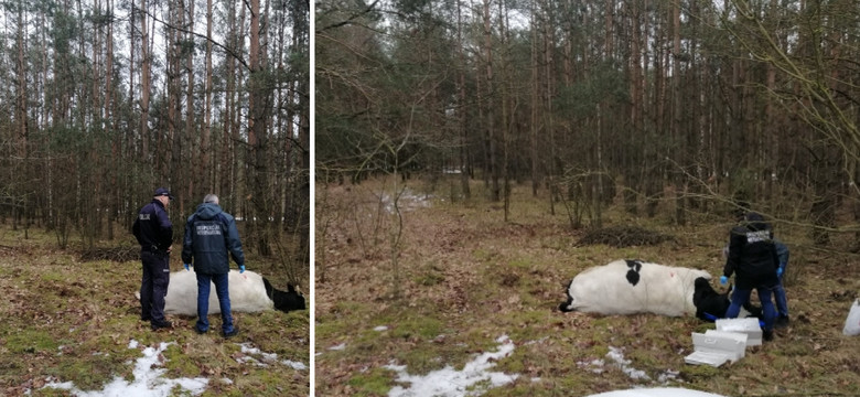 Byk prawdopodobnie zabił właściciela. Agresywne zwierzę zostało odstrzelone