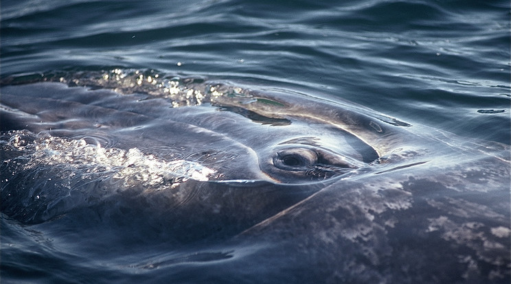 Évről évre több szürke bálna pusztul el Amerika partjainál / Illusztráció: Northfoto