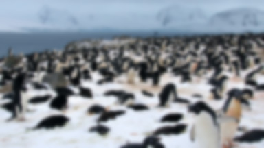 Kierunek Antarktyka