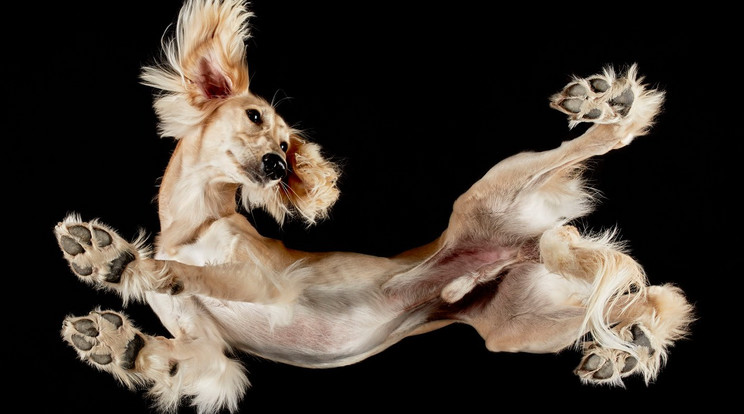  Ezt a kutyust szokatlan pózból kapták  le / Fotó: Profimedia-Reddot