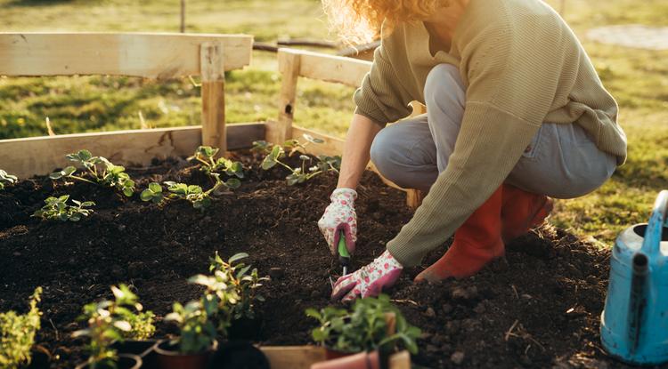 Ezeket a hibákat sokan elkövetjük, amikor kertészkedünk. Fotó: Getty Images