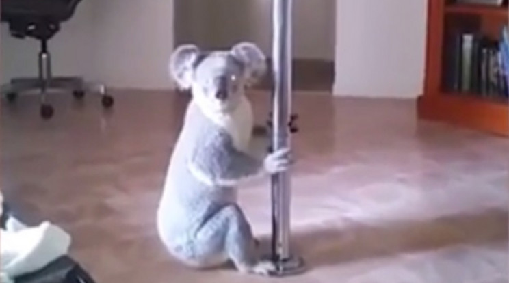 A koala megcsillogtatta tehetségét /Fotó: YouTube
