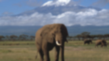 Kenia: niezwykły sposób na ataki słoni