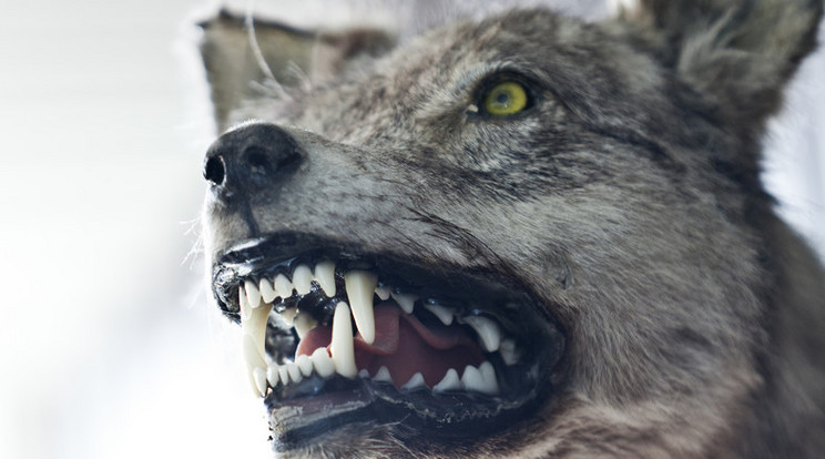 A kutatók attól tartanak, hogy az egészséges és a mutáns farkasoknak beteg utódaik lesznek / Fotó: Northfoto