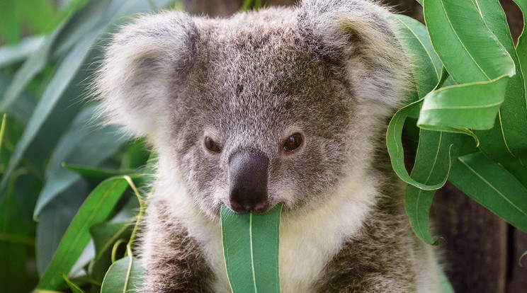 A koalák rendkívül keveset 
isznak, a szükséges folyadékot a levelekből 
nyerik ki