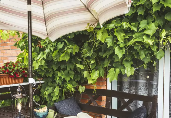 Parasole balkonowe i ogrodowe — ochronią przed słońcem i deszczem