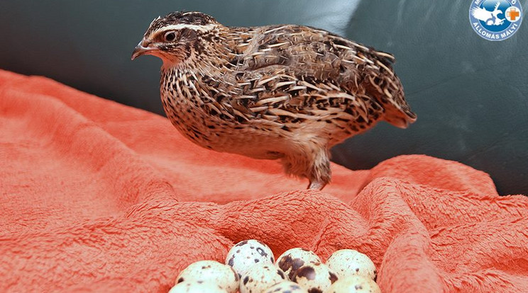 Minden nap tojik egyet a mentett fürj / Fotó: Mályi Madármentők