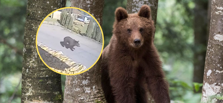 Kobieta spotkała niedźwiedzia na drodze. Ekspert od dzikich zwierząt chwali to, co zrobiła
