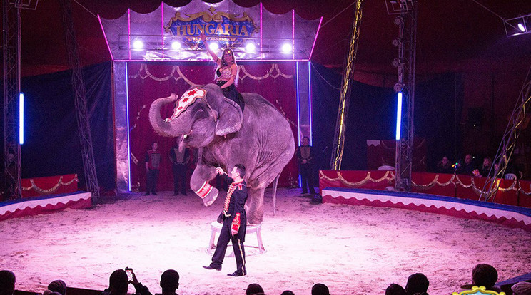 A  cirkusz egyik legnépszerűbb sztárja Leila, az elefánt