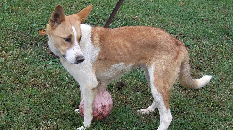 Közel három kilós tumorral kellett együtt élnie ennek a kutyusnak /Fotó: Profimedia-RedDot
