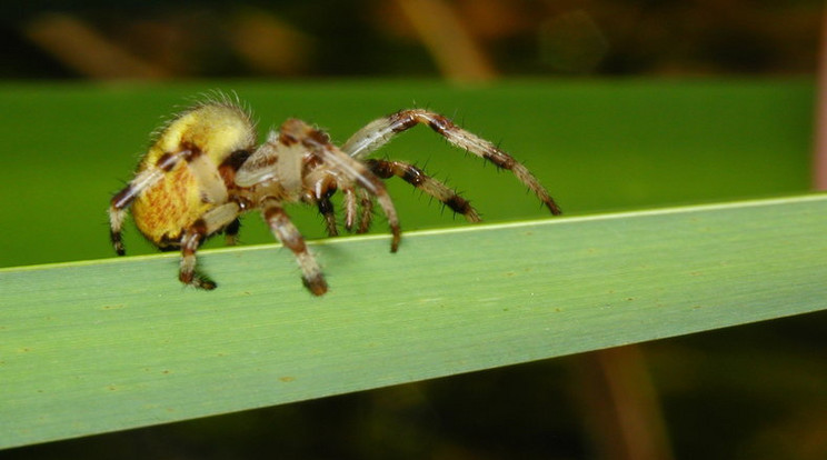 A bestia az egyik legveszélyesebb póknak számít az Egyesült Államokban /Illusztráció: Northfoto