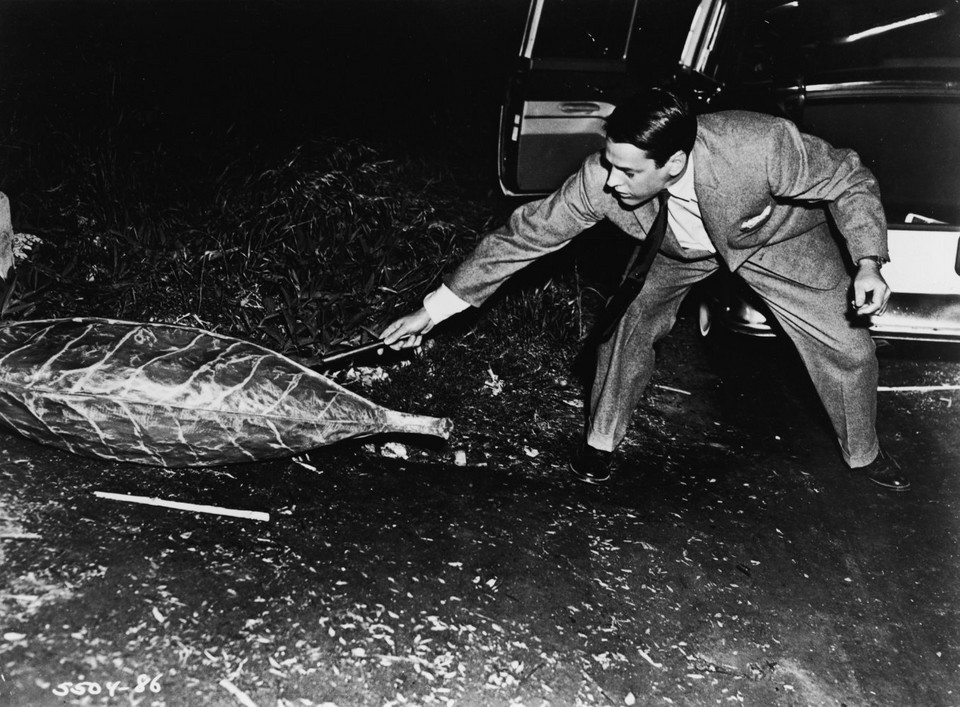 "Inwazja porywaczy ciał", reż. Don Siegel, 1956 r
