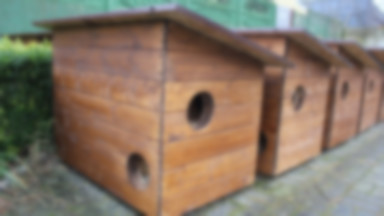 Poznań: Będą kolejne domki dla wolno żyjących kotów. Można już zgłaszać miejsca, gdzie powinny stanąć