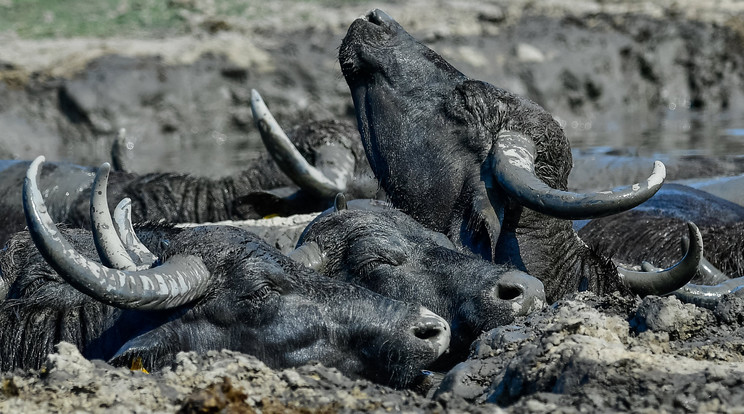 Akár egy iszapbirkózás, egymás hegyén-hátán próbálják kiélvezni az állatok a pocsolya nyújtotta hűs környezetet / Fotó: MTI Czeglédi Zsolt