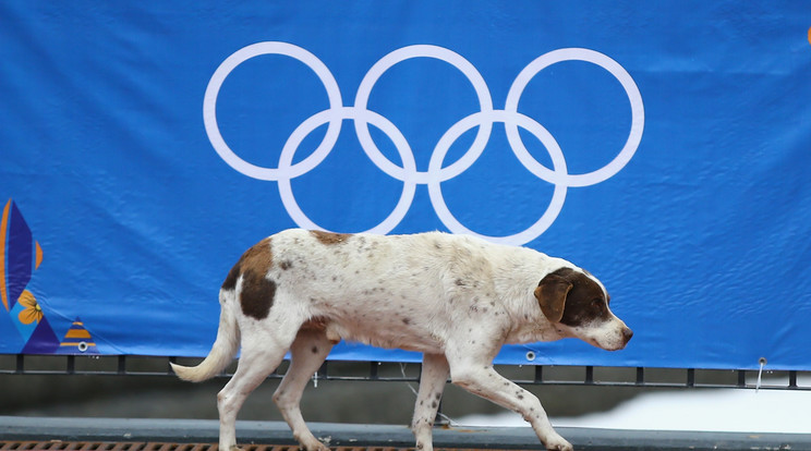 Szomorú sors vár az orosz kutyákra a világbajnokság miatt /Fotó-GETTY