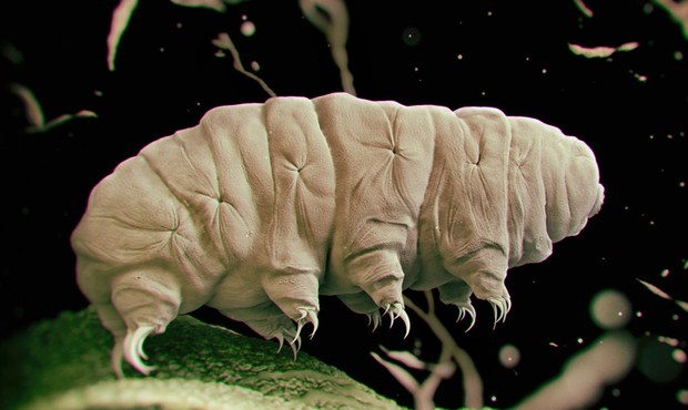 Tardigradele