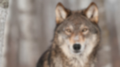 Ostrzał wilków na Słowacji. Polscy ekolodzy protestują