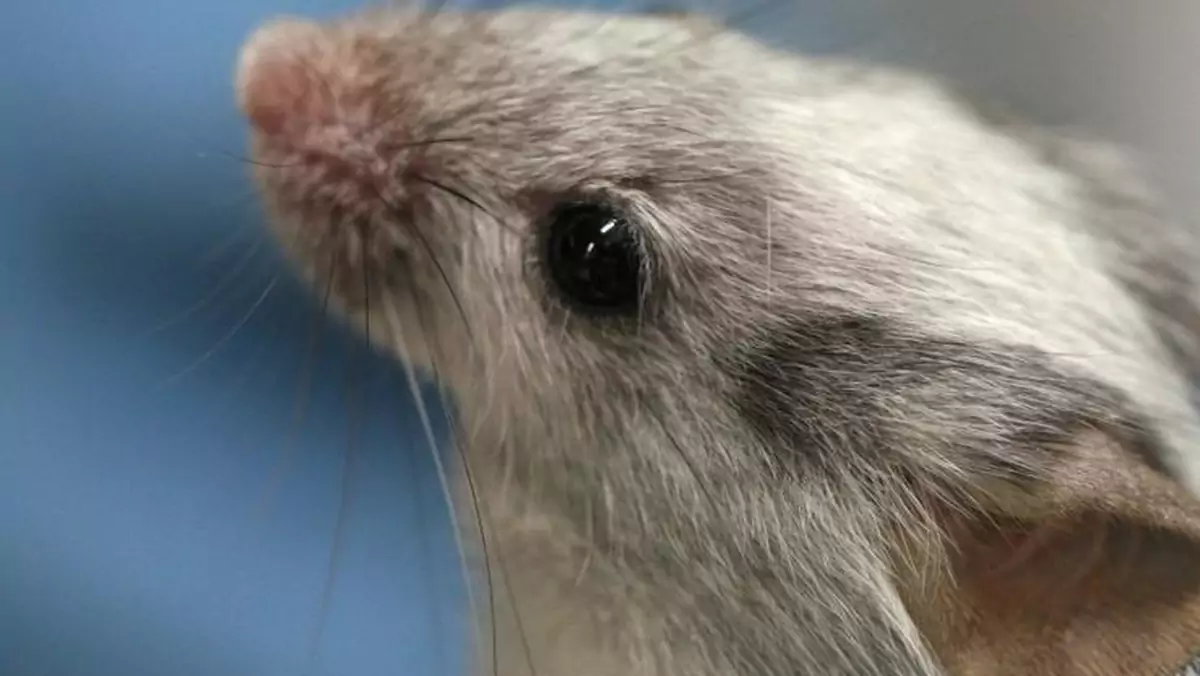 Naukowcy zregenerowali organ u żywego zwierzęcia