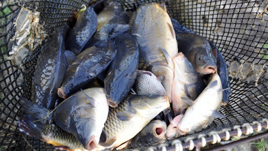 Hodowcy ryb: utrata rekompensat grozi zamknięciem hodowli