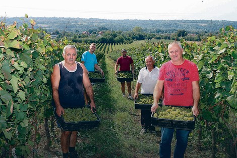 Prve vinograde podigao je na Zlatnom brdu imperator Marko Aurelije Prob
