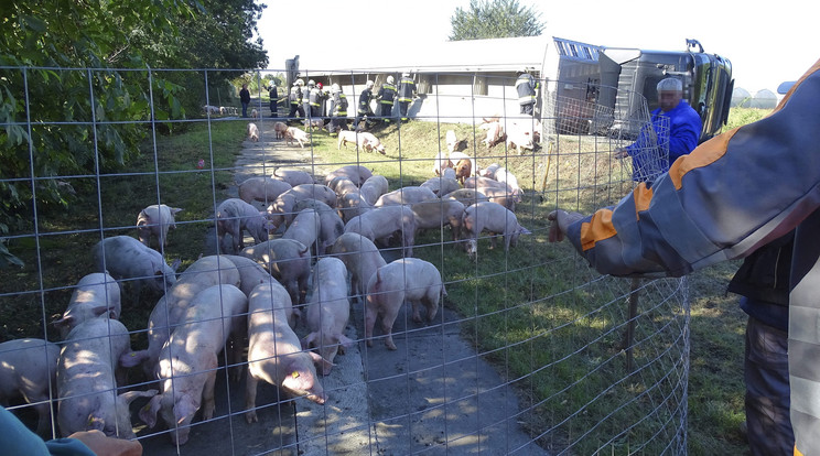 Felborult egy sertéseket szállító kamion Öcsödnél / Fotó: MTI Donka Ferenc