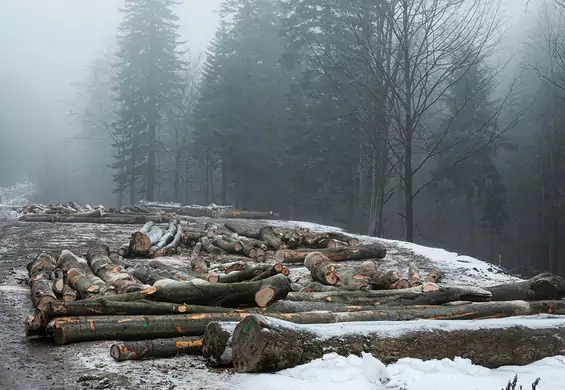 Bieszczady nikną w oczach - Lasy Państwowe masakrują wiekową Puszczę Karpacką