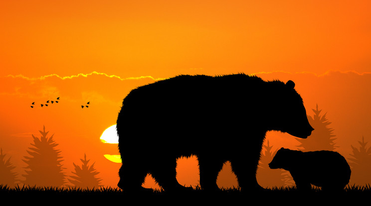 Az állatkert üvegfalai mögött élő medve hatalmasat virított / Illusztráció: Northfoto