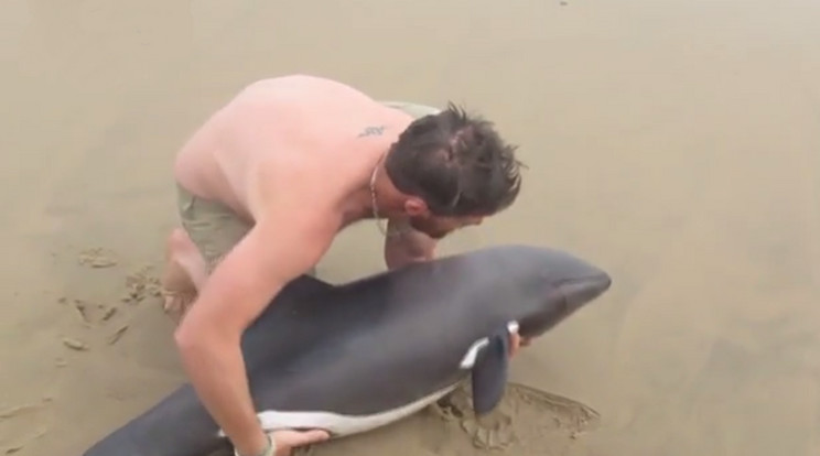 A delfinnek az egyetlen szerencséjére az volt, hogy Naude a segítségére sietett/Fotó: Daily Mail Video Grab