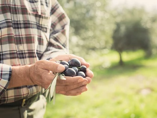Dzięki technologii blockchain już możemy dowiedzieć się, z jakiego sadu pochodzi nasza oliwa i gdzie ją wytłoczono