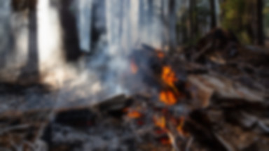 Raport NIK: większość polskich lasów jest zagrożona pożarami