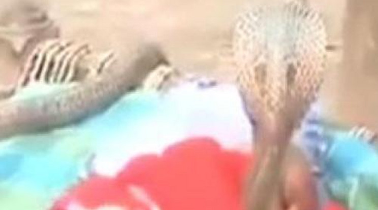 Sokkoló videó: kobrák tekeregnek a babán