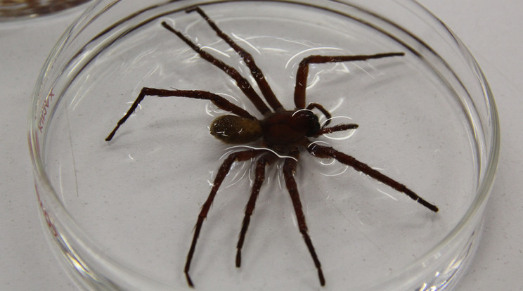 23 centiméter a pók átmérője /Fotó: AFP