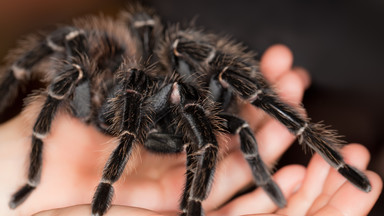 Australijskie zoo nawołuje do łapania groźnych pająków