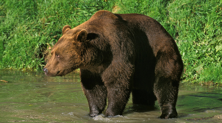 A magyar vidékre betévedő barna medve valószínűleg itt alussza téli álmát / Illusztráció: Northfoto