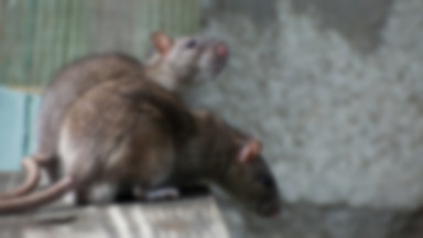 Walka z plagą szczurów w jednej z dzielnic stolicy