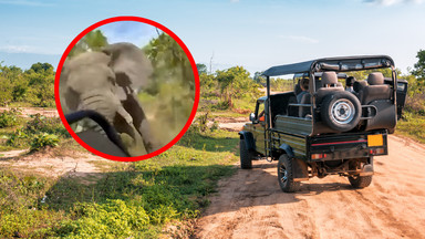Słoń zaatakował samochód z turystami w Zambii. Jest jedna ofiara