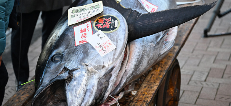Rekordowa kwota za tuńczyka na aukcji w Tokio
