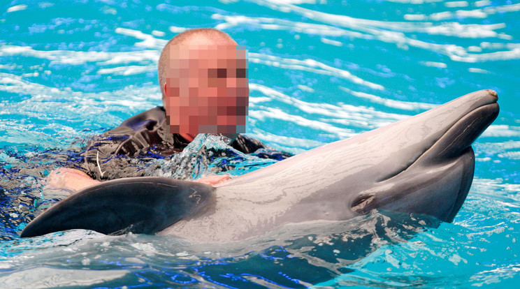 A gondozót kicsaphatják, mert fajtalankodott a delfinnel! /Illusztráció: Northfoto