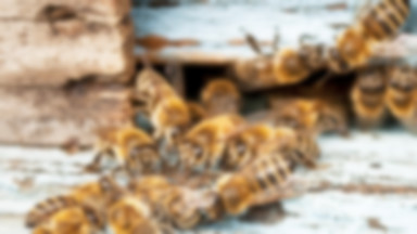 Pszczelarze z Ontario idą na wojnę z koncernami chemicznymi